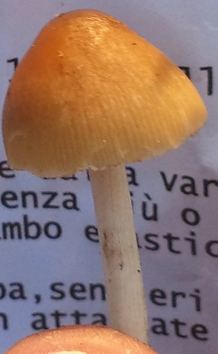 Funghi da determinare